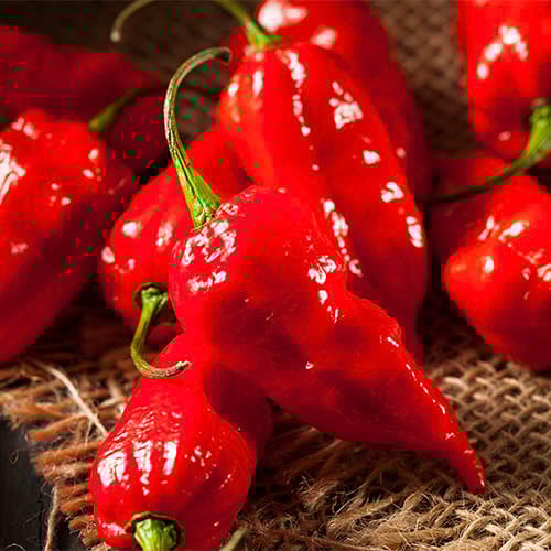 ghost peppers